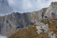 Stambecchi in posa