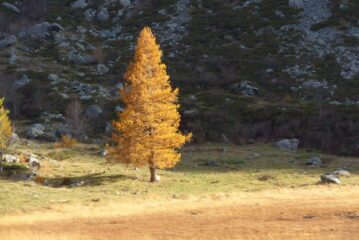 Il larice solitario del Falin in veste autunnale