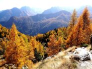 Il bosco nella parte bassa.