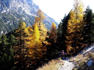 Il bosco nella parte bassa.
