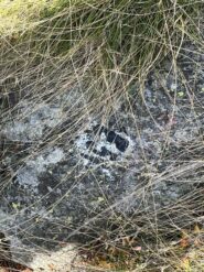 Segnaletica nascosta dall'erba un passo al di sotto del bivio
