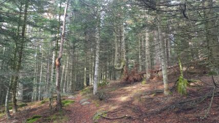 Il bel bosco sulla cima del Monte Tre Valli