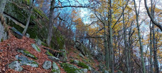 Prima parte nel bosco.
