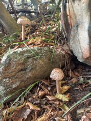 Prodotti del sottobosco
