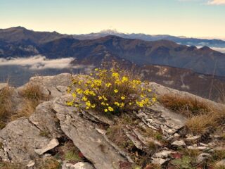16 novembre, fioritura in cima...