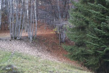 Nel bosco colori autunnali