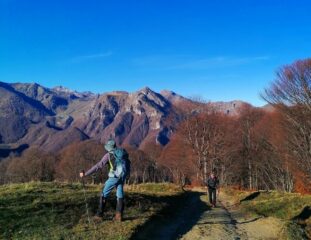 Appena fuori dal bosco 