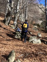 Piramidine nel bosco nei pressi dell'alpe Cormeano