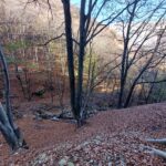 La grande faggeta Leciuri - Pogallo