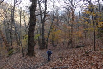 Scendendo a Pugnetto fra i castagneti secolari