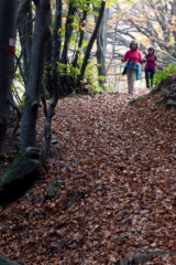 In discesa, nel bosco