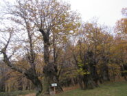 Castagneti sulla Balconata presso Chioraira