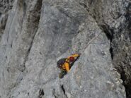 la scomoda uscita di L4