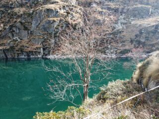 Piante di sorbo al lago della Balma.