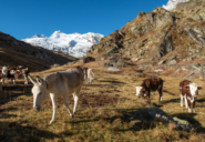 alla Baraque du Fond