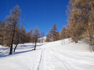 Bellissimi larici dopo i casolari di Granon