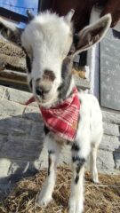 Mascotte del bar con cui possono giocare i bimbi (e adulti).