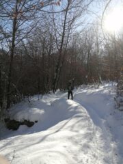salendo nel bosco in basso
