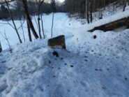 Quando spuntano dalla neve sono sempre di grande utilità 
