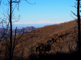Il lontano Monte Rosa visto dalla stradina per il M.te Barilaro.