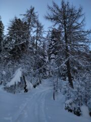 Inizio traccia nel bosco