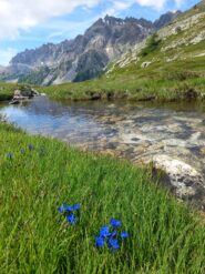 Genzianelle e torrente nel pianoro sopra al pian della Fonderia