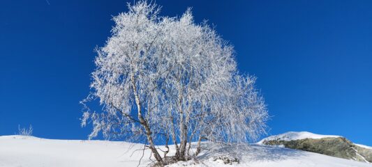 gelata notturna si scioglie al sole