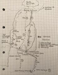 Situazione vie sulla placca al 5-1-2023