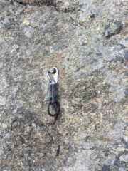 Spit con cordino e anello a cui si riferisce la salita di climberigor che non è Stremenà 
