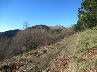  Il Monte Ceppo all'uscita dal bosco