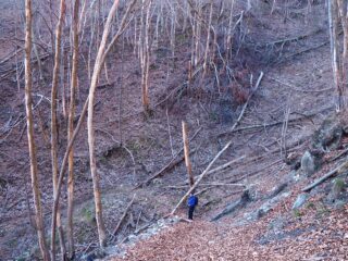 In discesa nel bosco completamente rinsecchito.
