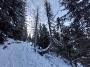 Salta nel bosco, evitando le piste e la pazza folla....