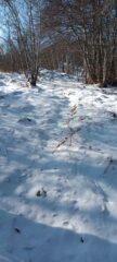 Si entra nel bosco