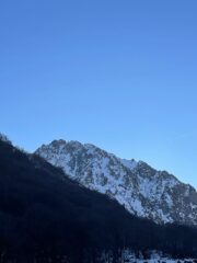 Camosci golosi dalla strada.