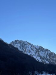 Camosci golosi dalla strada.