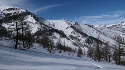 Bosco Intersile