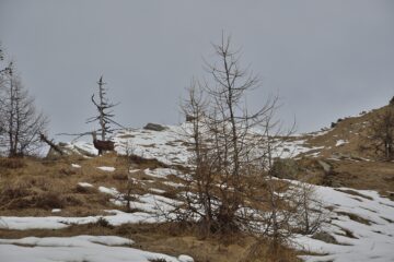 Un camoscio sembra chiedermi dove sto andando