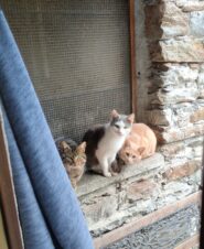 Tre curiosi 