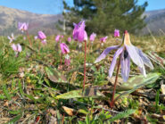 Erythronium dens canis nei pressi di case Brusatà