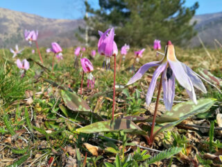 Erythronium dens canis nei pressi di case Brusatà