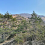 Termine pineta. Inizio ambiente di paglia e spuntoni rocciosi. Poco dopo ometto grande e bandelle di passaggio.