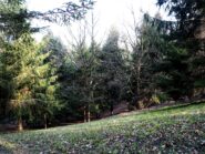 Nel bosco.