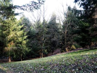 Nel bosco.