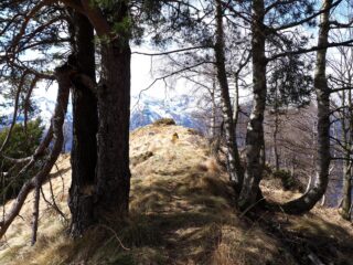 La dorsale sommitale.