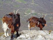 Dietro alle pelose...Gorrè di rittana