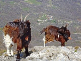 Dietro alle pelose...Gorrè di rittana