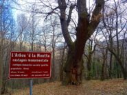 Il castagno monumentale