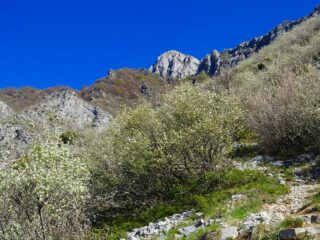 Sguardo indietro tra i ginepri fenici scendendo a Valdieri