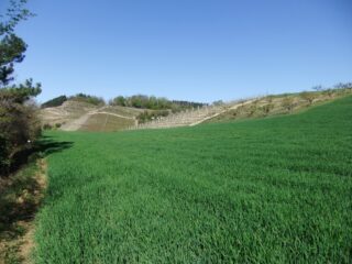 Tra il verde e le vigne
