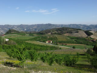 Campagne delle Langhe